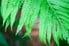 A close-up of a Boston fern.