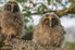 young fluffy owls on a branch