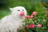 White cat smelling a miniature rose bush