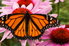 Monarch butterfly on pink echinacea flowers