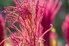 bright red flowering amaranth