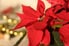 A healthy, red poinsettia.