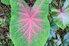 a large purple and green Caladium leaf