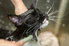 a cat with long whiskers getting a shampoo