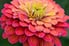 bright red zinnia blossom with yellow center