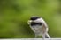 A chickadee bringing home insects for its young
