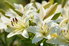 bunch of Easter Lily blooms