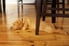 A dog lays on the floor.