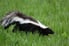 A skunk on green grass. 