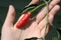red chili pepper resting against someone's hand