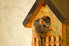A wren feeding a wasp to a chick in a birdhouse.
