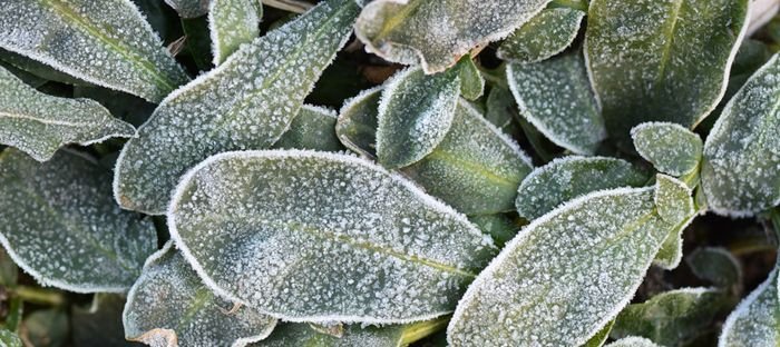 Leaves of a plant with frost on them. 