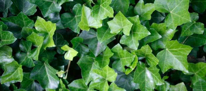 How To Remove Ivy From A Brick Wall Doityourself Com