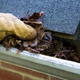 A pair of gloved hands pulls out leaves from a gutter.