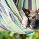 Dog sleeping in a hammock