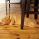 A dog lays on hardwood floors.