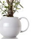 plants growing from a white teapot