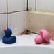 moldy, rusty bathtub with rubber duckies