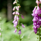 lavender colored foxgloves in a yard