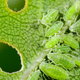 green aphids eating a leaf