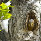 A squirrel in a tree. 