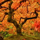 red and orange leaves on beautiful Japanese maple tree