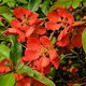 A shrub of flowering quince in full bloom.