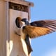 beautiful bird landing at birdhouse