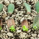 Succulent leaves with new plants growing off of them. 