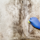 wiping mold from a wall