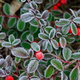 Reviving Your Ornamentals From the Harsh Winter