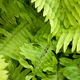 Several lush fronds belong to a healthy Boston fern.