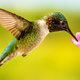 hummingbird feeding from pink weigela blossom