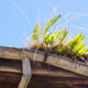 old gutter with ferns and grass growing out
