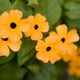 Several bright yellow blossoms of a black-eyed Susan vine.