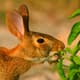 A rabbit eating a green plant. 
