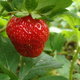A single ripe strawberry attached to a plant.
