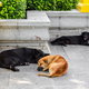 three dogs laying on concrete patio