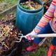 Woman using garden fork to remove uncomposted food waste from top of composting pile, before spreading the compost onto a vegetable garden.