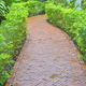 A brick walkway bordered with green plants.
