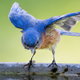 A blue bird on the edge of a bird bath