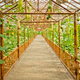 The interior of a bamboo greenhouse.