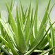 aloe vera plants growing in light