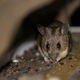 A mouse sitting in a small sheltered space.