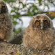 young fluffy owls on a branch