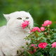 White cat smelling a miniature rose bush