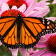 Monarch butterfly on pink echinacea flowers