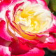Hybrid Double Delight rose with red and yellow petals