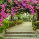 A pink bougainville archway.