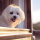small, happy dog in window of RV